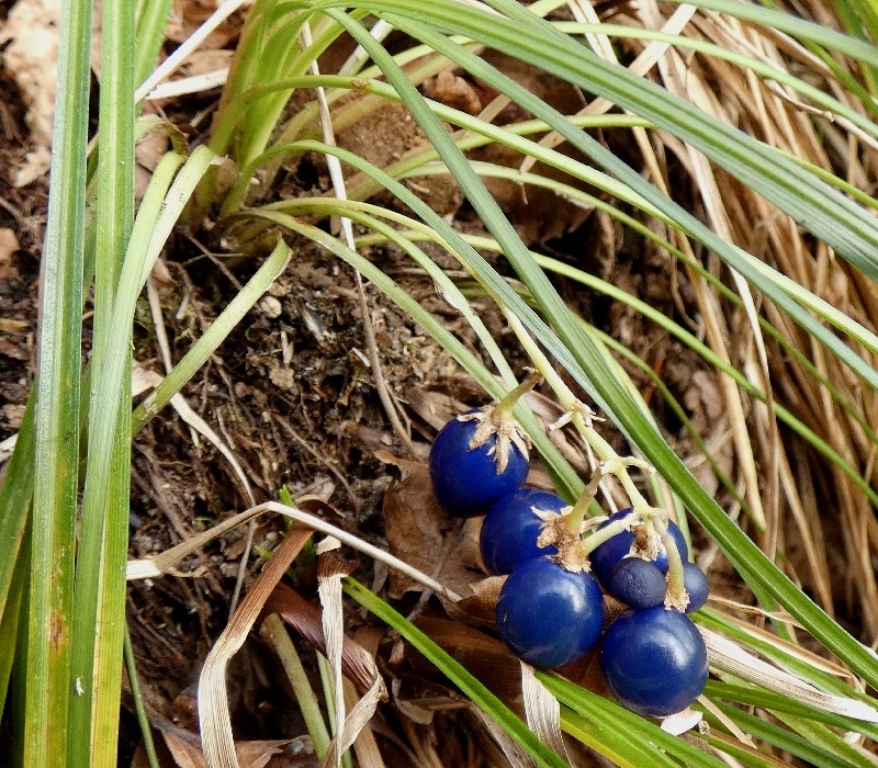 �i�K�o�W���m�q�Q