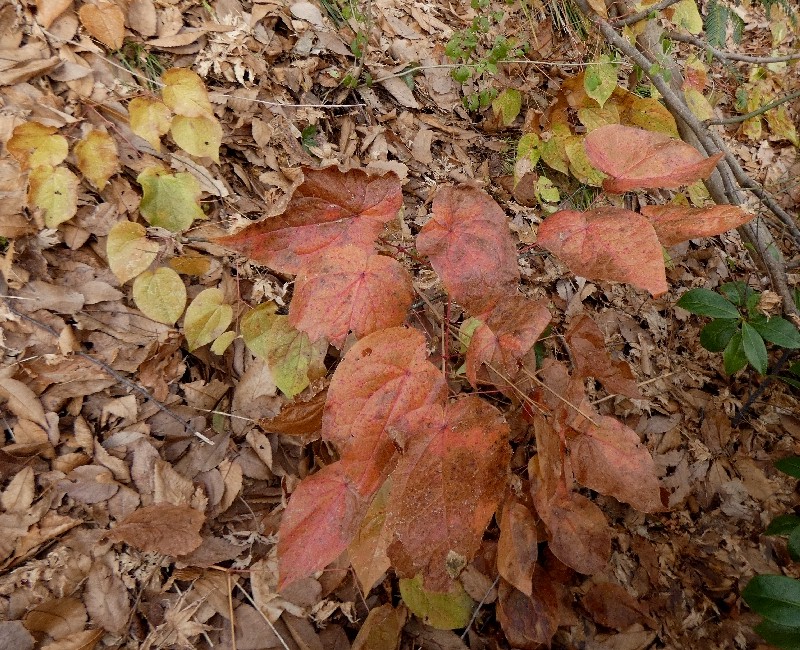 �C�J���\�E