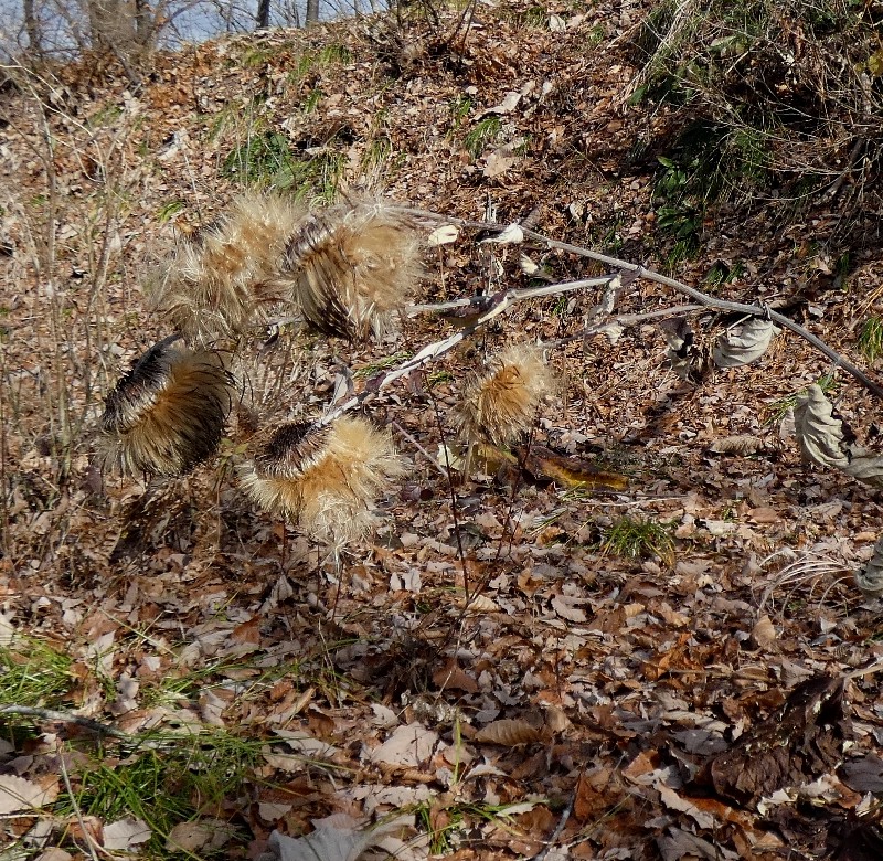 �I���}�{�N�`