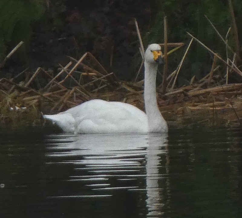 �R�n�N�`���E