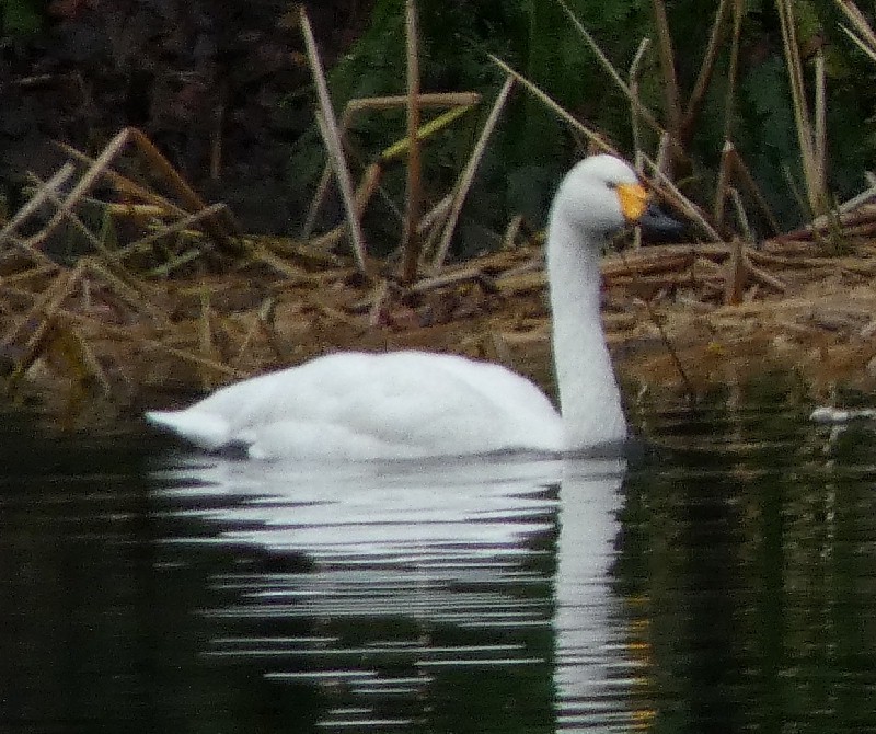 �R�n�N�`���E