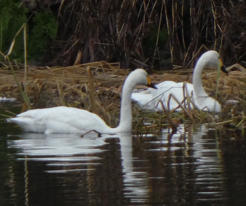 �R�n�N�`���E