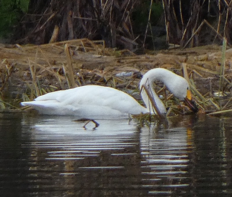 �R�n�N�`���E