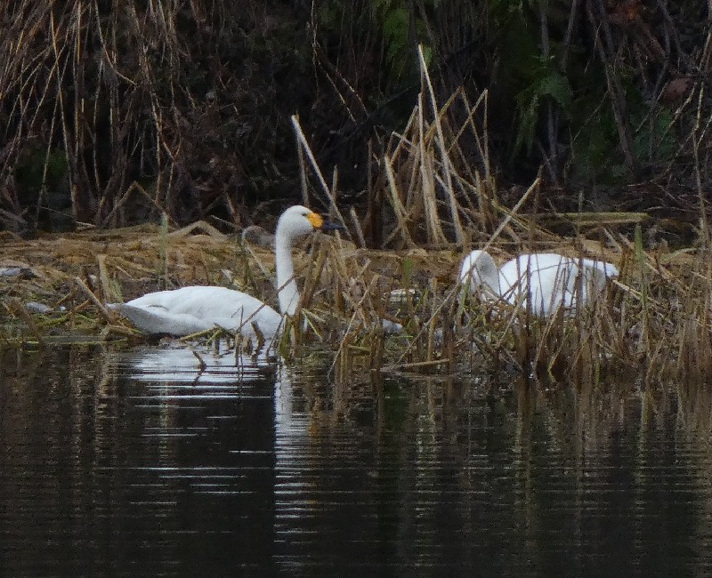 �R�n�N�`���E