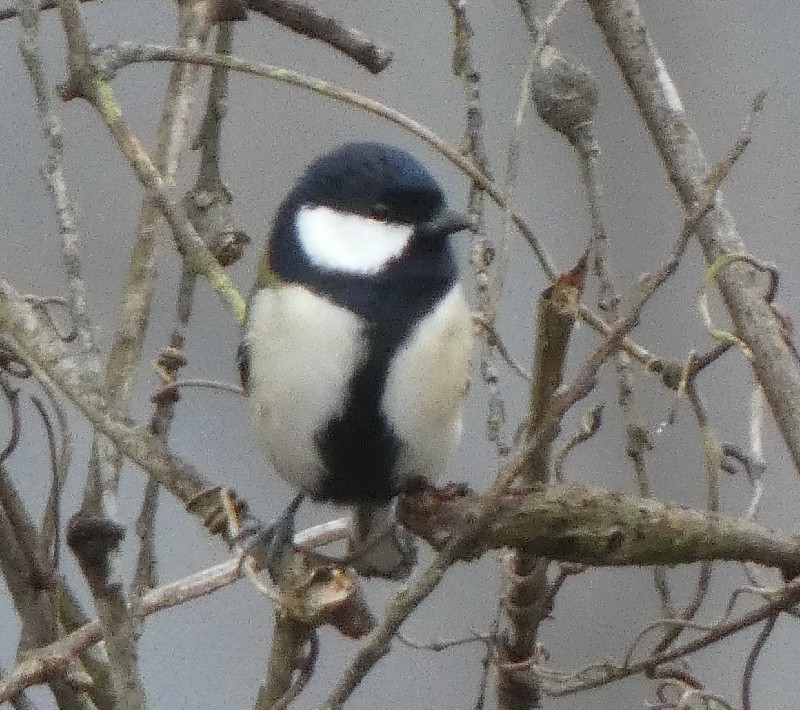 �V�W���E�J��