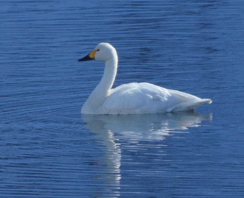 �R�n�N�`���E