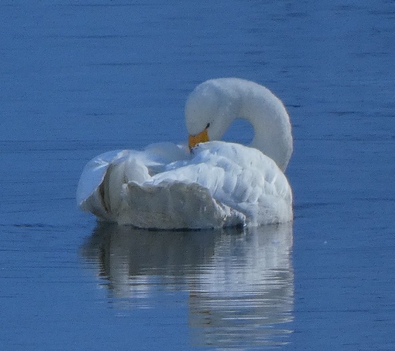 �R�n�N�`���E