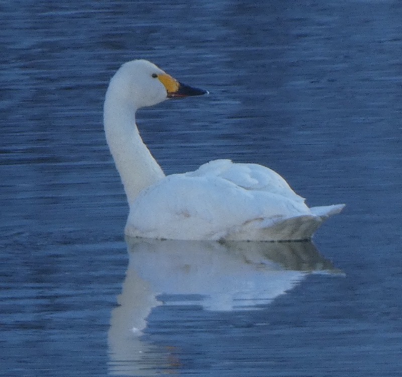 �R�n�N�`���E