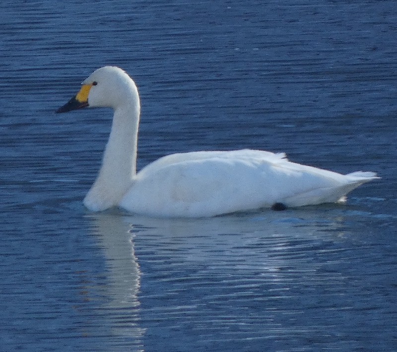 �R�n�N�`���E