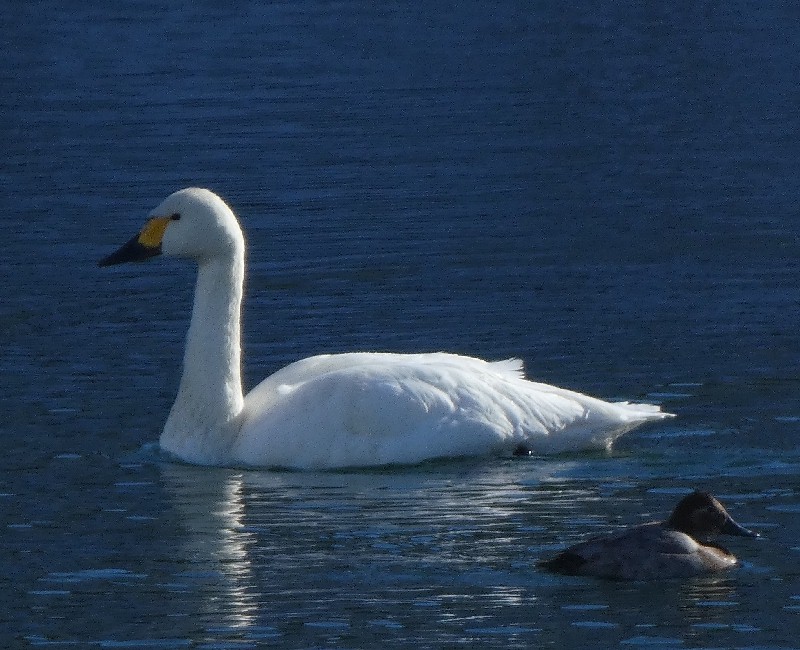 �R�n�N�`���E