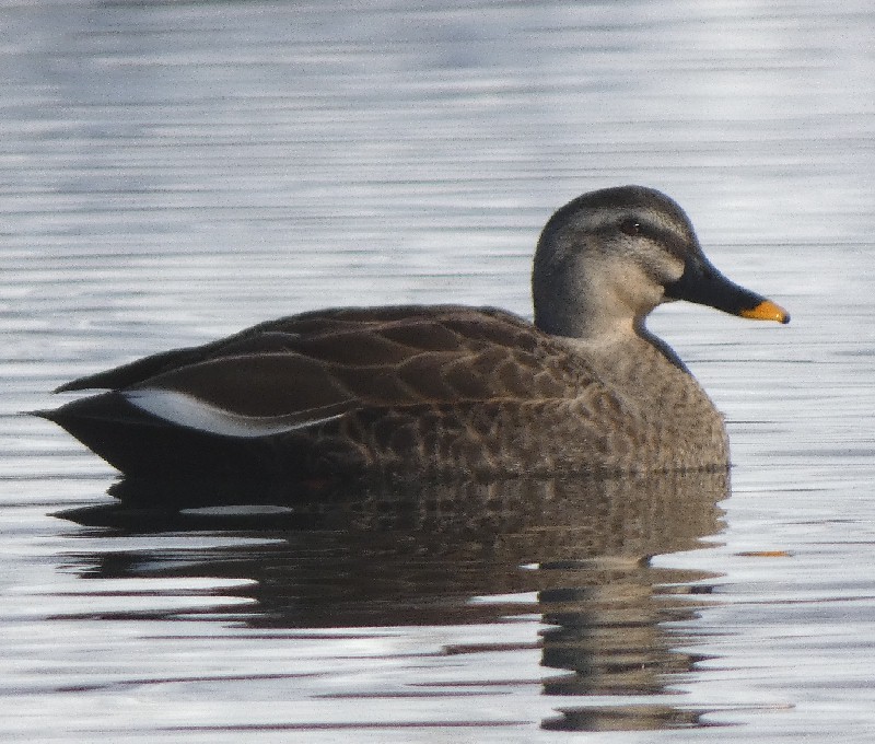 �J���K��