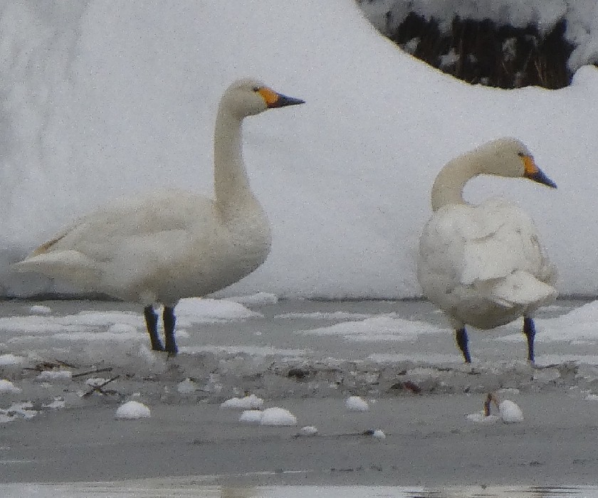 �R�n�N�`���E