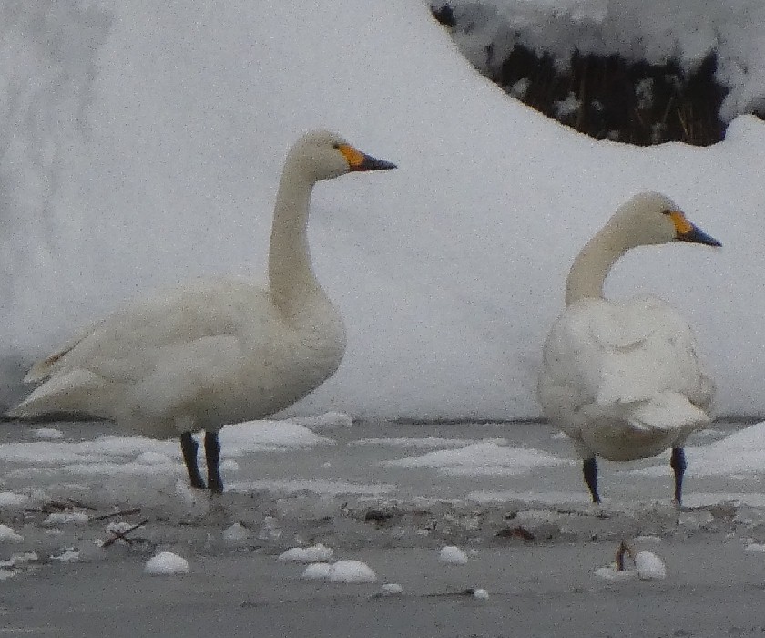 �R�n�N�`���E