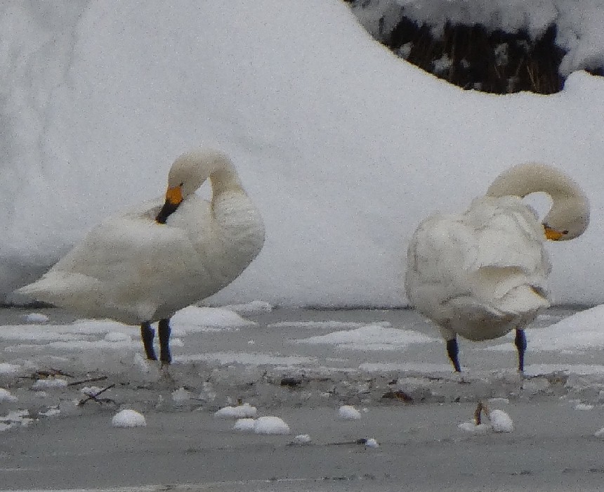 �R�n�N�`���E