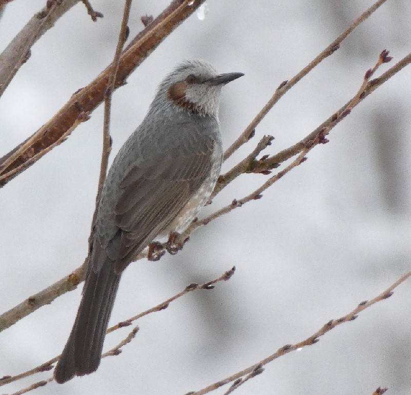 �q���h��