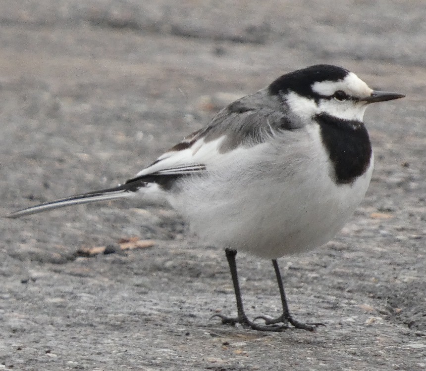 �n�N�Z�L���C