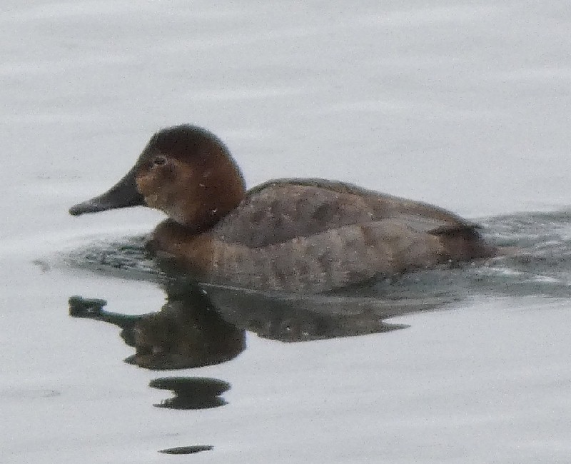 �z�V�n�W��