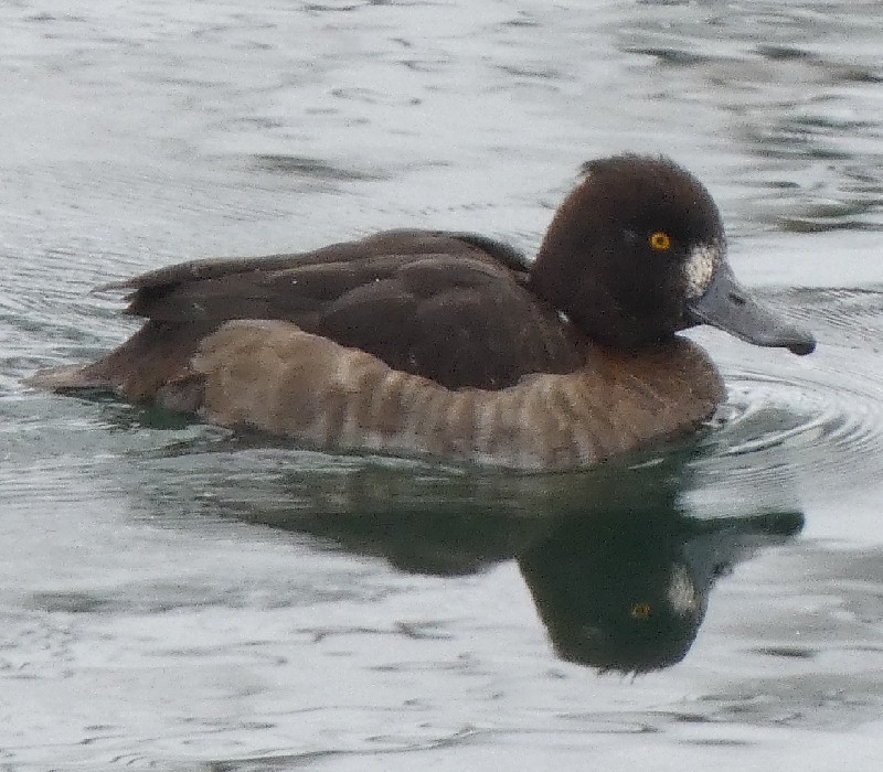 �L���N���n�W��