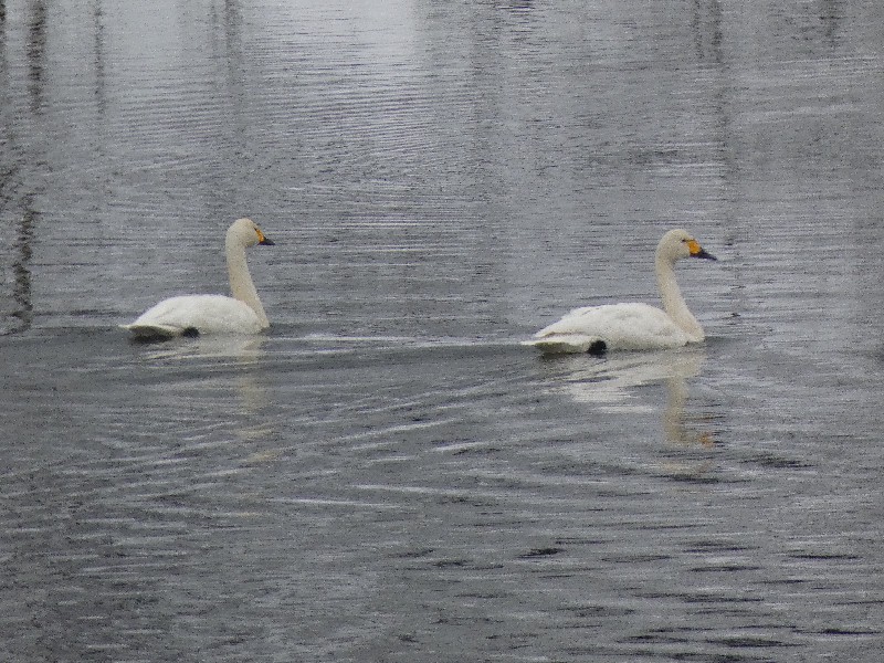 �R�n�N�`���E