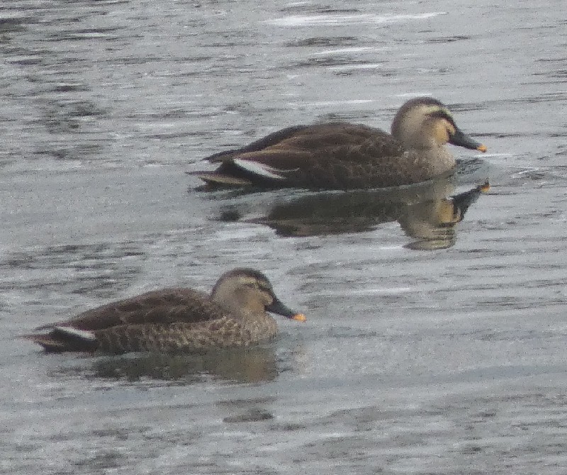 �J���K��