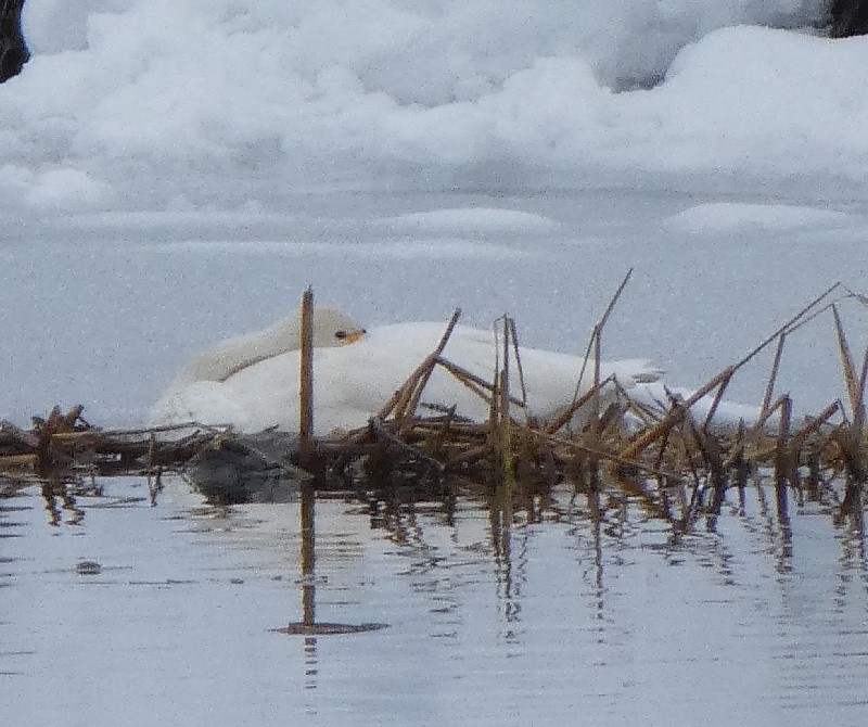 �R�n�N�`���E