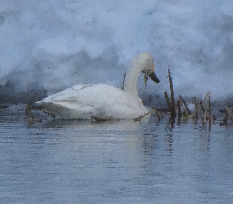 �R�n�N�`���E