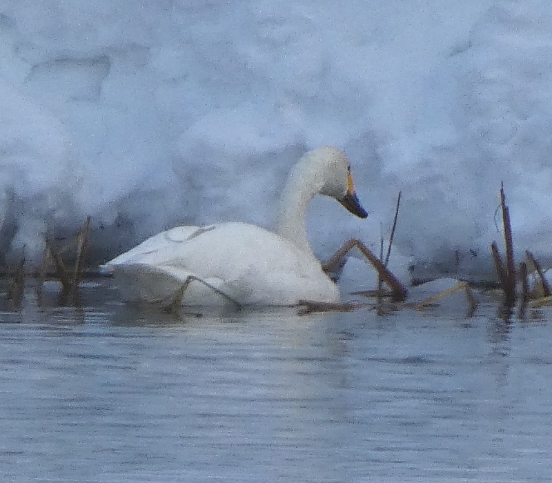 �R�n�N�`���E