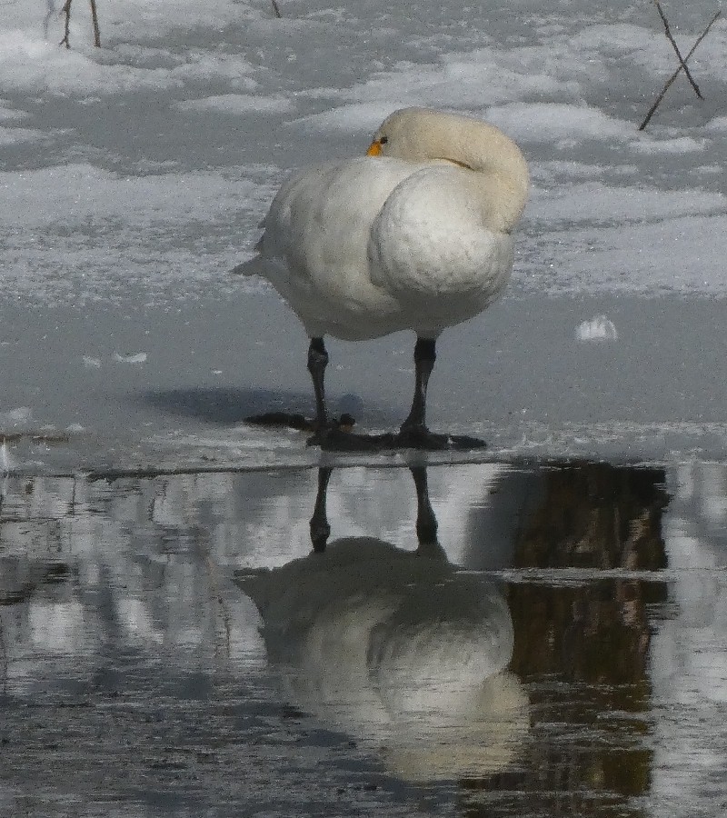 �R�n�N�`���E