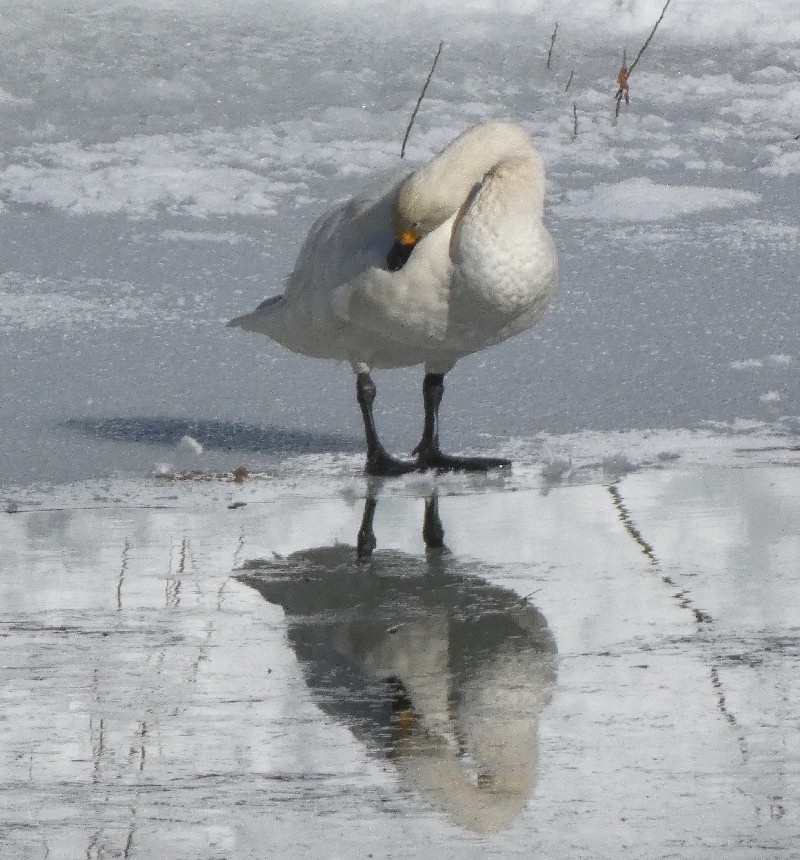 �R�n�N�`���E