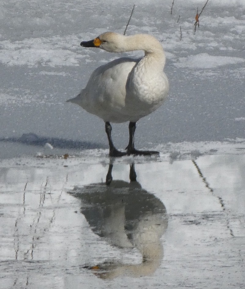 �R�n�N�`���E