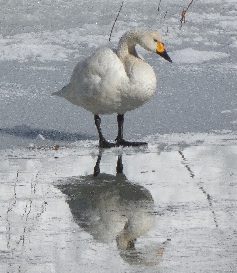 �R�n�N�`���E