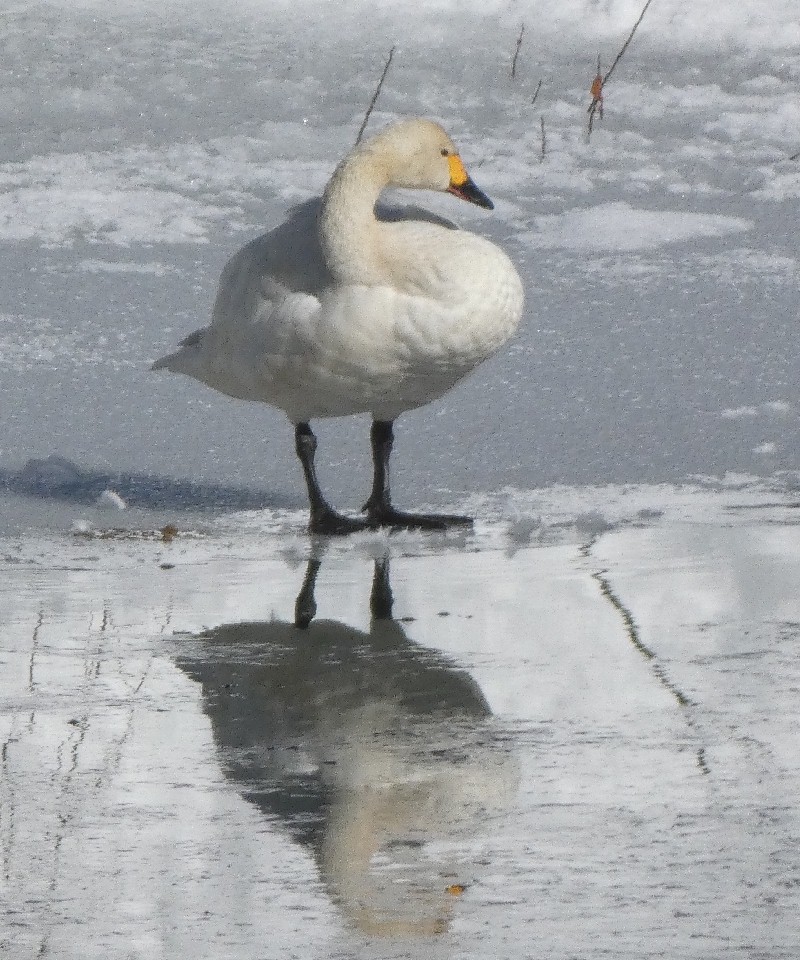 �R�n�N�`���E