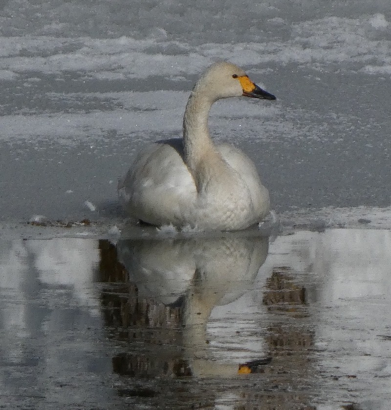 �R�n�N�`���E