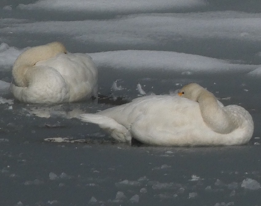 �R�n�N�`���E