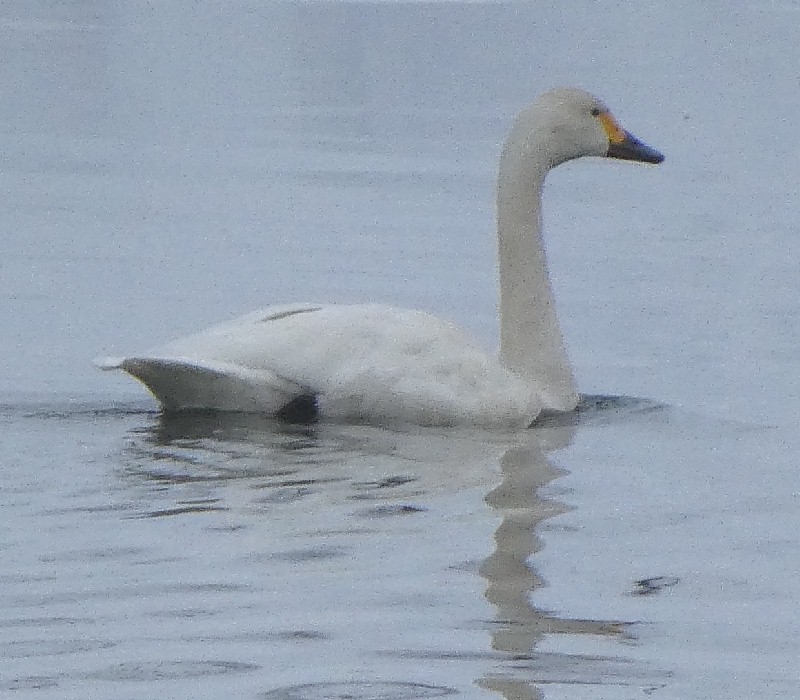 �R�n�N�`���E