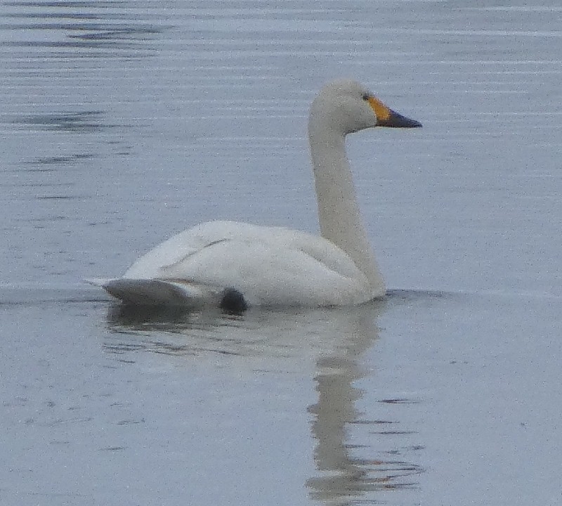 �R�n�N�`���E