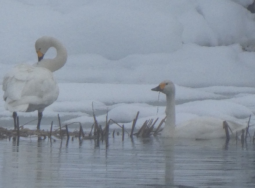 �R�n�N�`���E