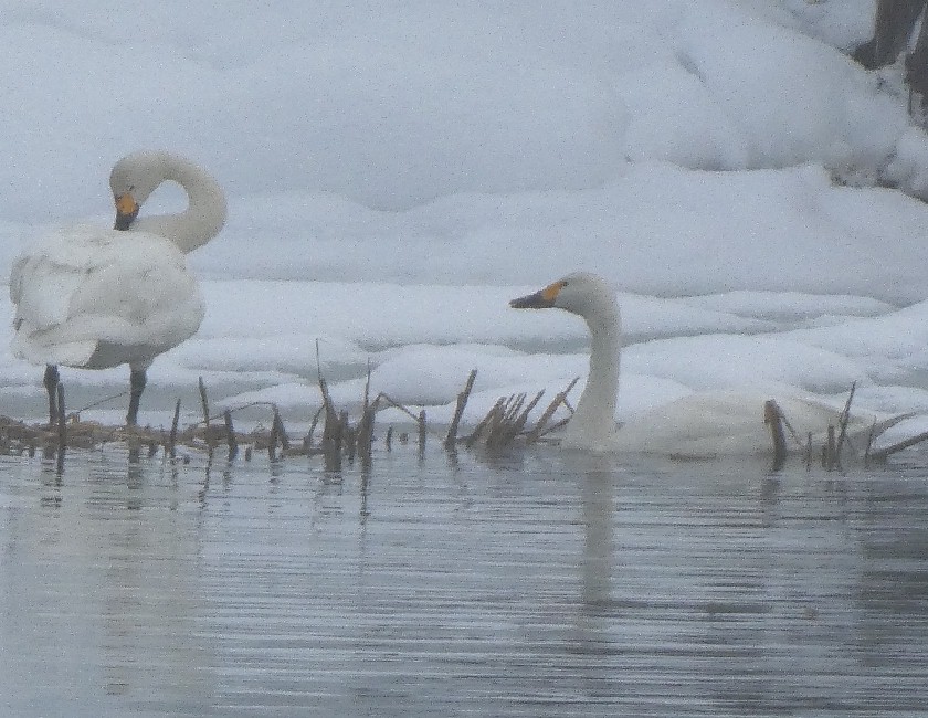 �R�n�N�`���E