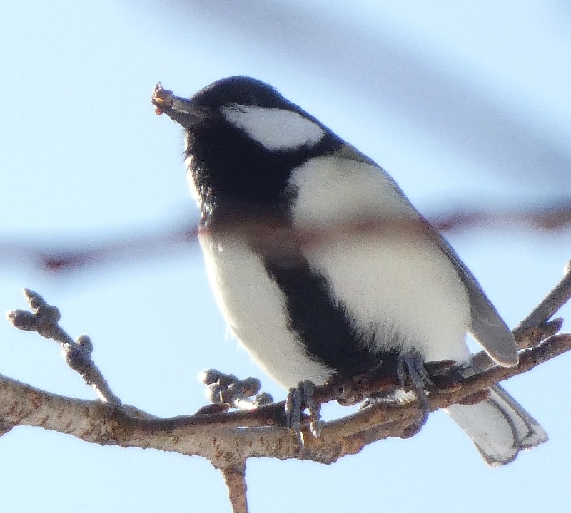 �V�W���E�J��