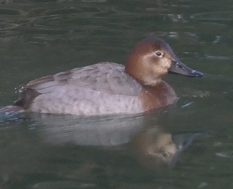 �z�V�n�W��