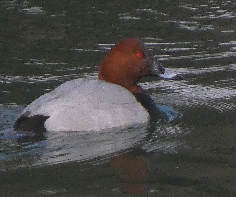 �z�V�n�W��