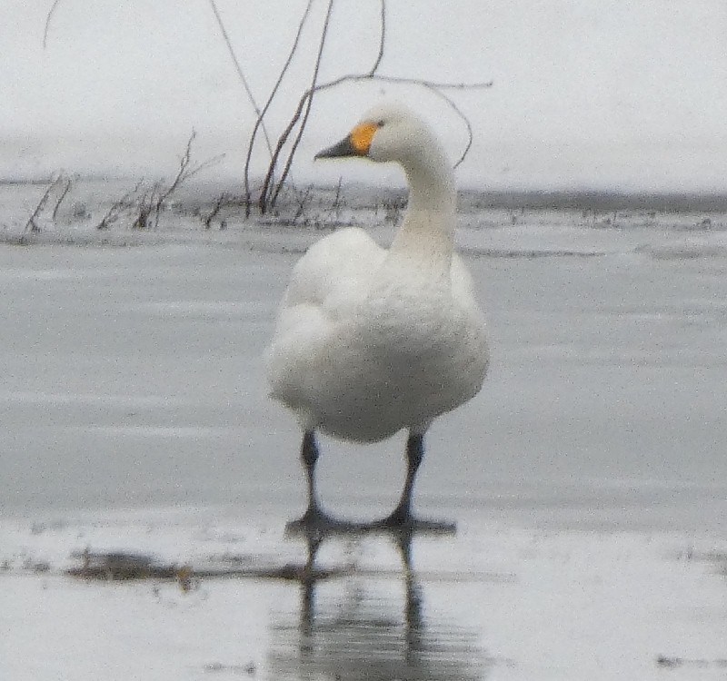 �R�n�N�`���E