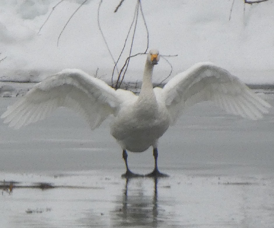 �R�n�N�`���E