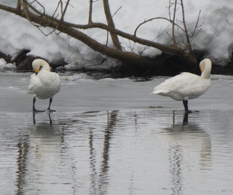 �R�n�N�`���E