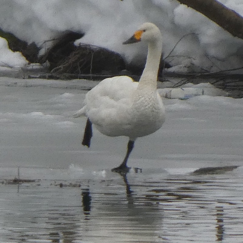 �R�n�N�`���E