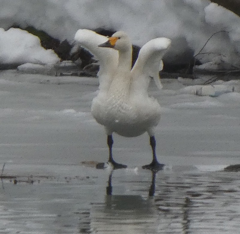 �R�n�N�`���E