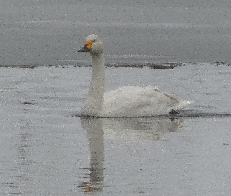 �R�n�N�`���E