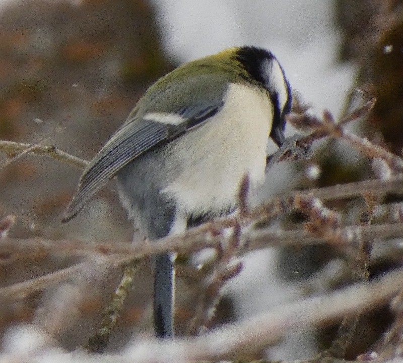 �V�W���E�J��