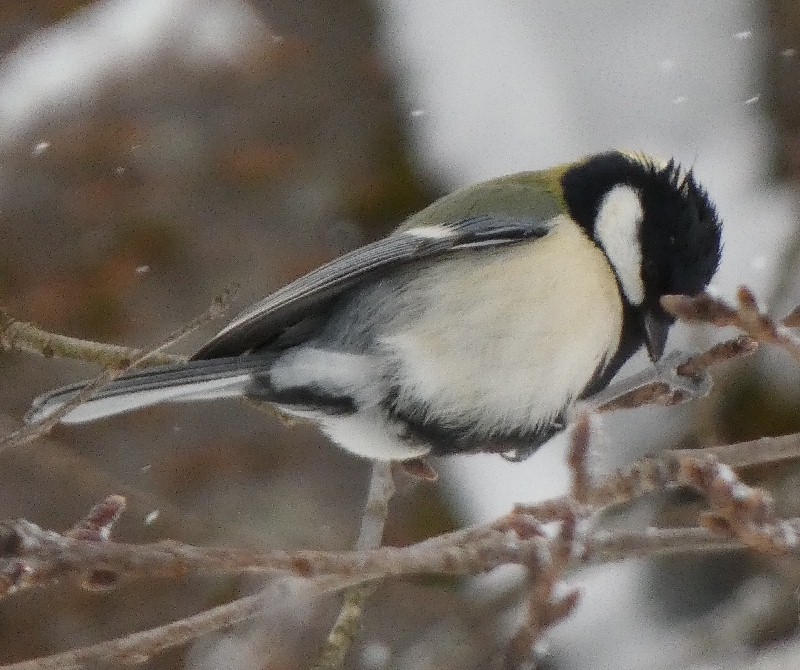 �V�W���E�J��