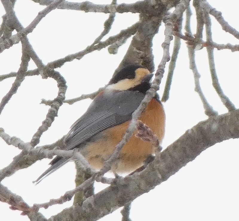 ���}�K��